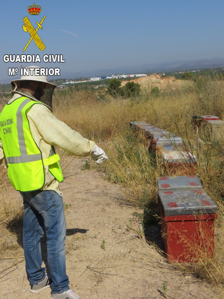 Quatre detinguts per robar 65 ruscs i eixams d'abelles en el Camp del Túria