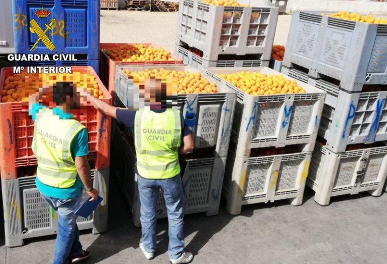 La Guàrdia Civil confisca 115.000 quilos de taronges furtades a les comarques de la Safor i la Valldigna