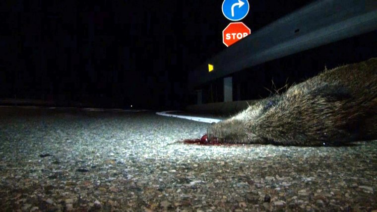 Imatge en què es veu en primer terme el cap d'un senglar mort per un atropellament a la carretera C-14