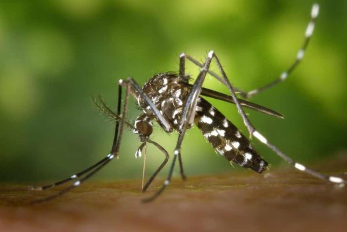 El mosquit japonès és parent del conegut mosquit tigre, però pot arribar a ser molt més perillós