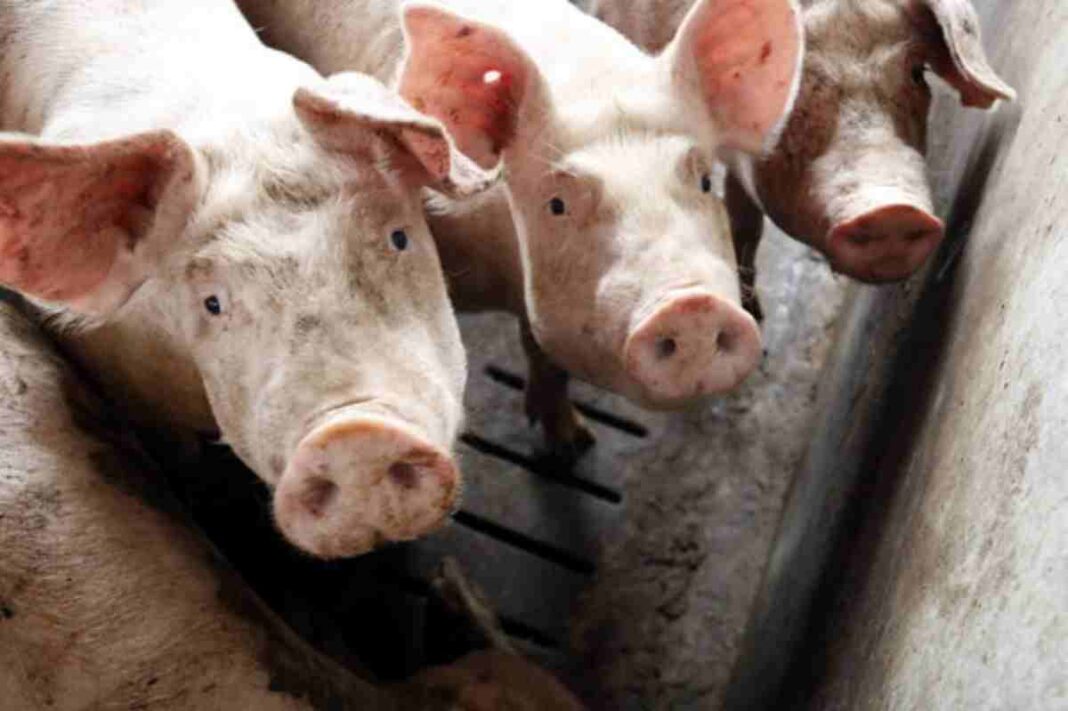 Investigadors xinesos ja estan testant vacunes en porcs