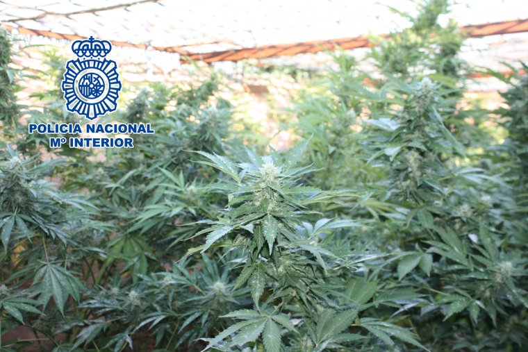 Imatge de la plantació de marihuana desmantellada per la policia estatal en una granja de Mollerussa