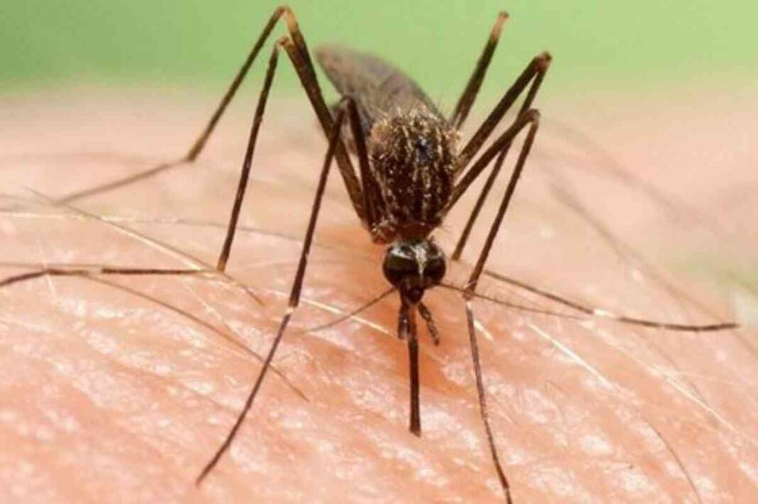 Els experts alertes que el mosquit 'aedes japonicus' pot arribar a Catalunya