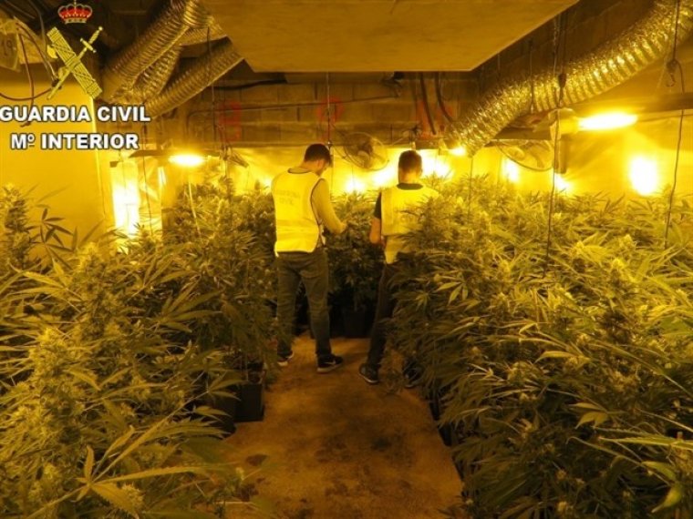 Imatges de la plantació de marihuana