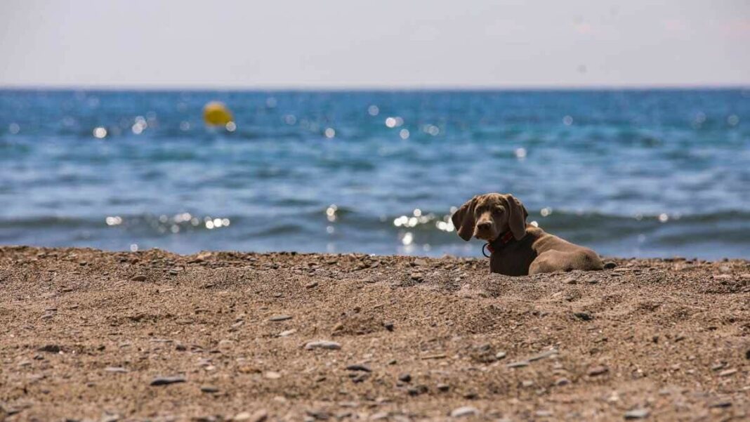 Tarragona adaptarà la platja del Miracle per als gossos