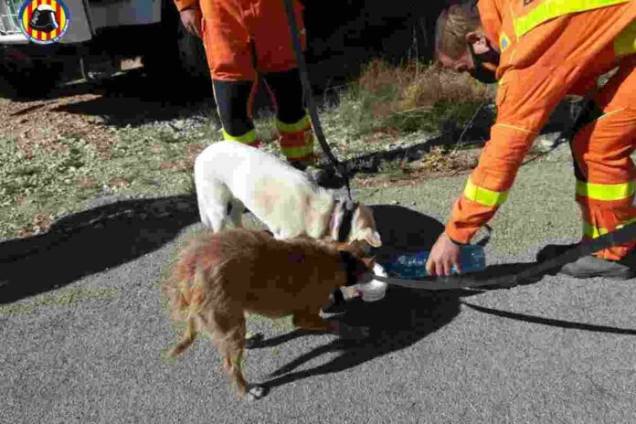 Estaven en un barranc de difícil accés Estaven en un barranc de difícil accés