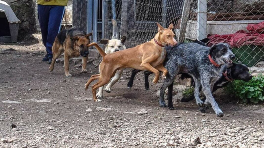 ARDA ofereix en adopció diversos gossos de mides i edats diferents