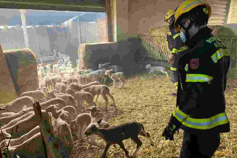 Incendi en una granja d'Alacant
