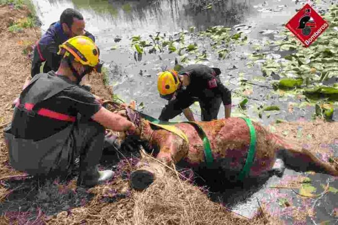 Els bombers salven a un cavall que va caure a una séquia de la Marjal de Pego