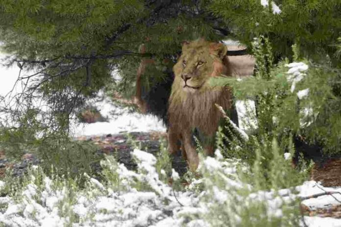Els animals han gaudit de la neu que ha deixat Filomena