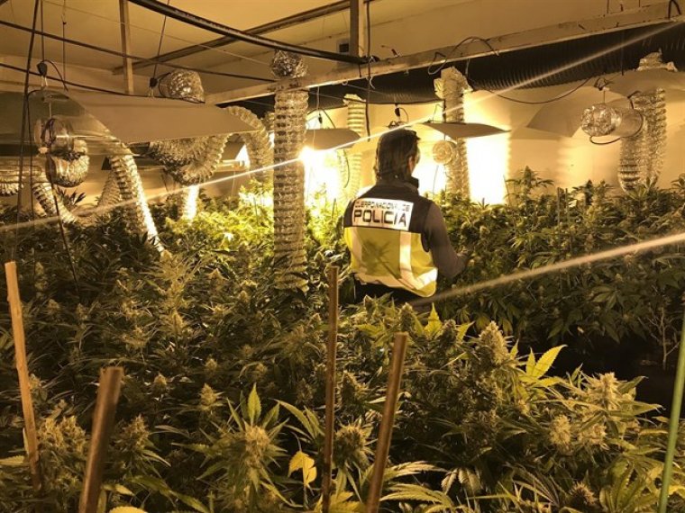 Espectacular plantació de marihuana amb les 764 plantes incautades