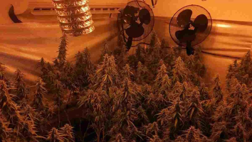 La policia va trobar 1.000 plantes a l'interior de l'habitatge a Calafell