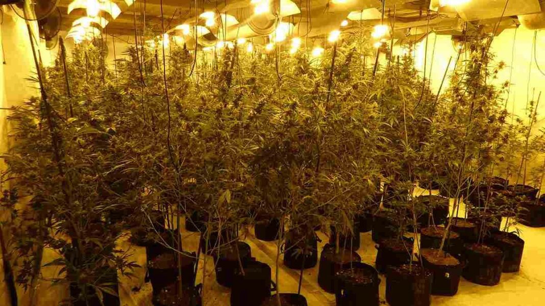 Part de les plantes localitzades a la nau industrial dels Garidells