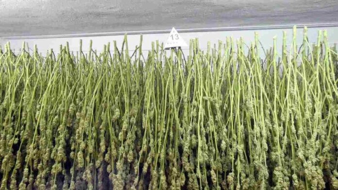 Les plantes i els cabdells de marihuana que s'han trobat a la casa del carrer de Francesc Nel·lo i Ventosa Les plantes i els cabdells de marihuana que s'han trobat a la casa del carrer de Francesc Nel·lo i Ventosa