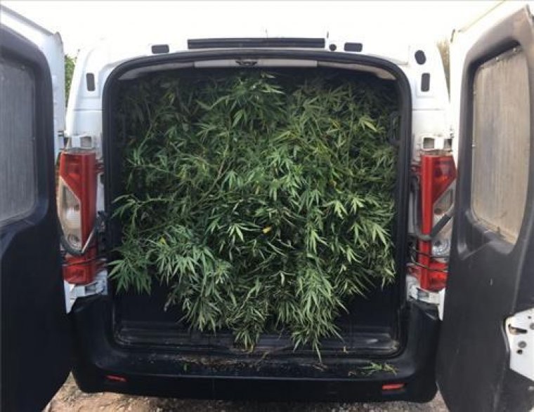 Imatge d'un vehicle amb les plantes descobertes a Vinaròs