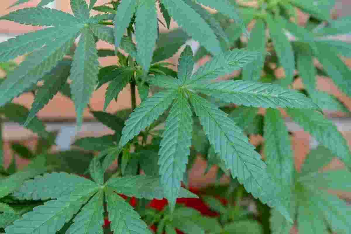El sospitós tenia unes 100 plantes de marihuana en el recinte