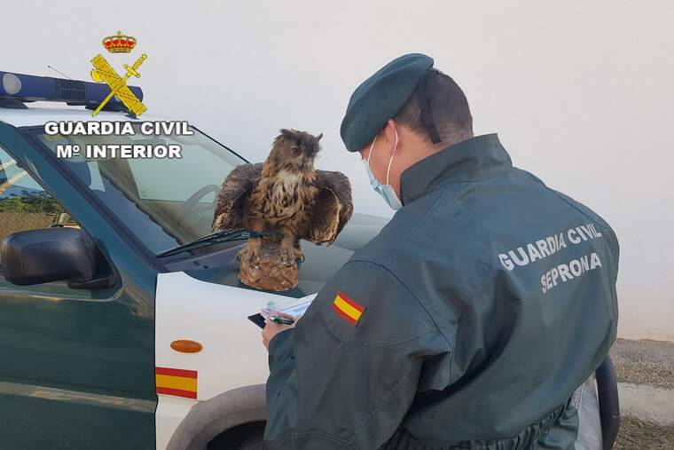 L'exemplar, valorat en 400 euros, pertany a una classe d'aus que es troben en el Llistat d'Espècies Silvestres en Règim de Protecció Especial