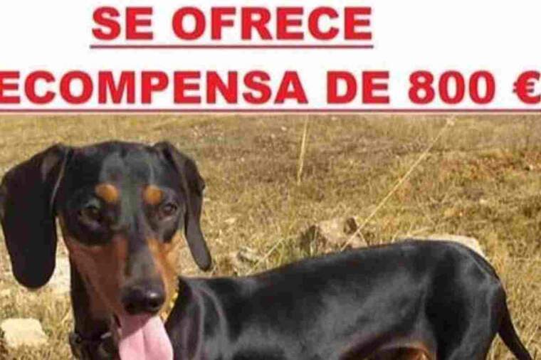 Busquen a Paco, un gosset desaparegut en la Pobla de Vallbona
