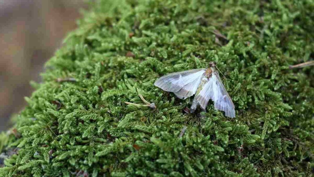 Una papallona del boix al parc natural dels Ports
