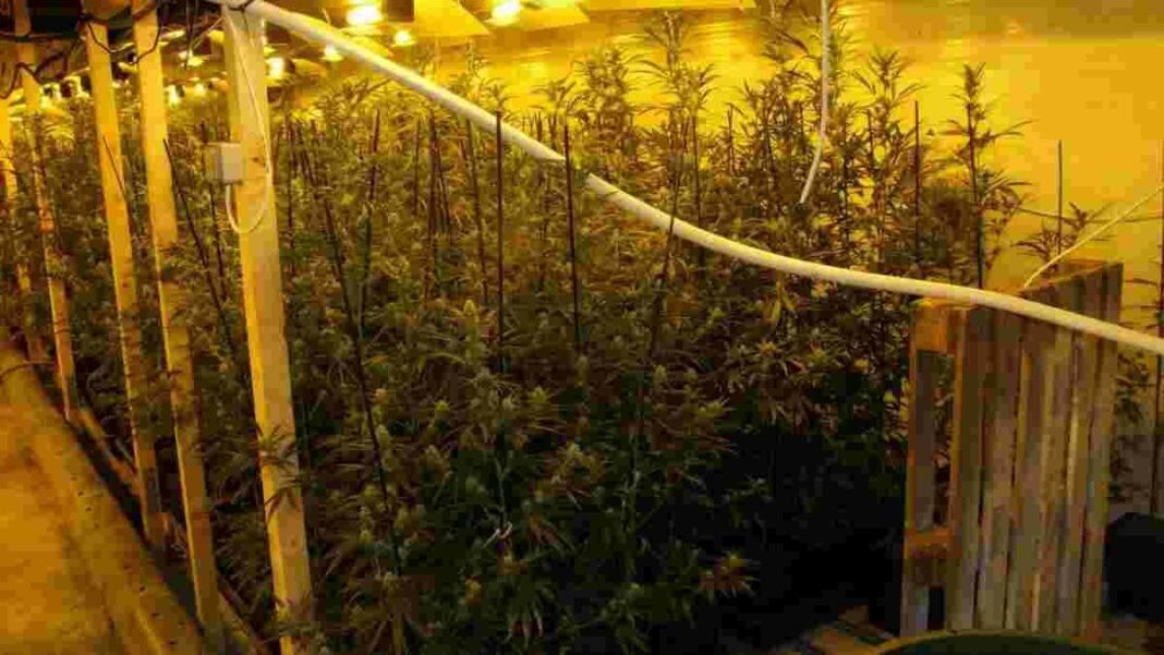 En total es van decomissar fins a 1.900 plantes de marihuana