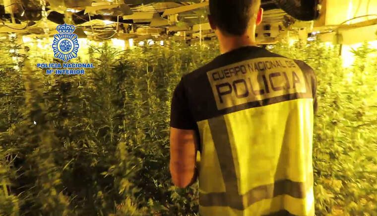 Plantació de marihuana