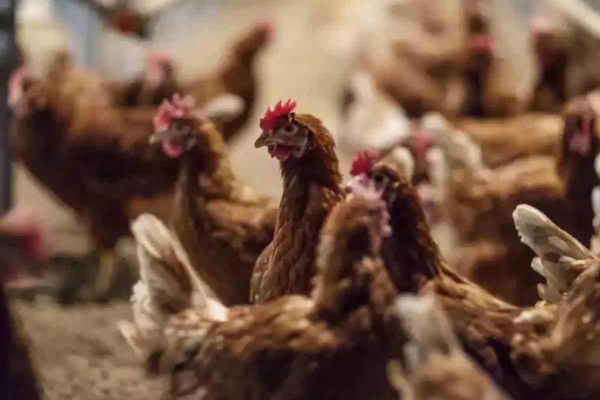 Imatge d'arxiu d'uns pollastres en una granja