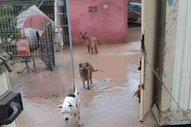 La protectora de Sueca inundada demana ajuda per a salvar als seus gossos