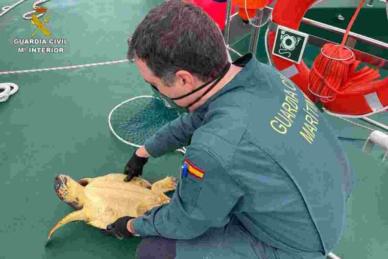 Rescat d'una tortuga babaua