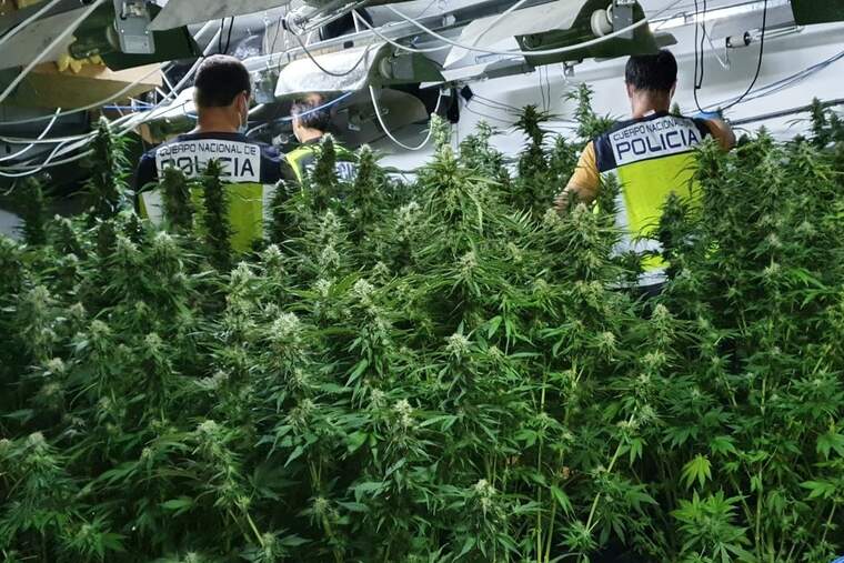 La Policia Nacional desmantella un laboratori amb 176 plantes de marihuana i deté a dos persones