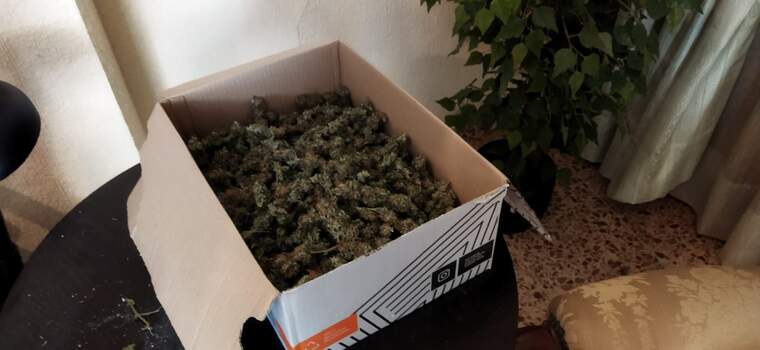 Marihuana que ha trobat la Policia Nacional a Alzira