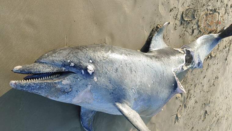 Cadaver d'un dofí a la platja