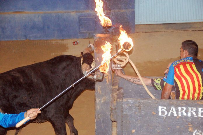 ALGEMESI-Bous-al-carrer-14