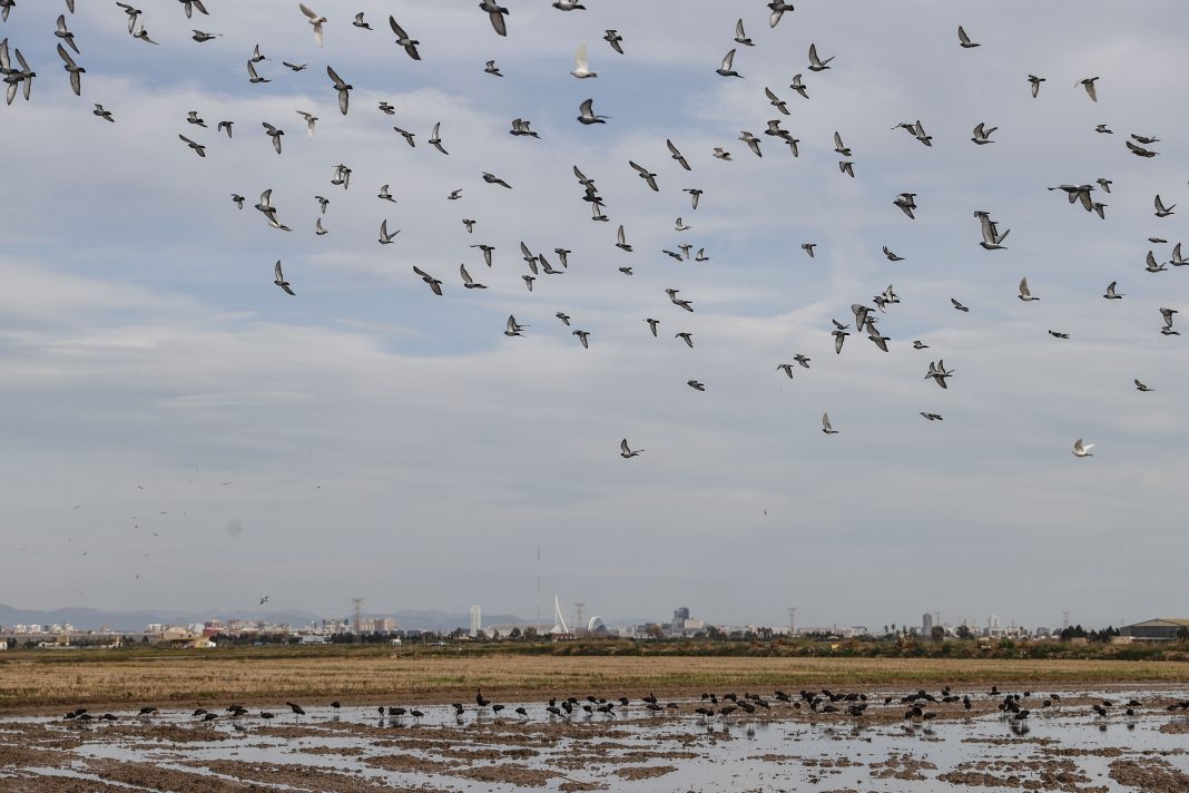 Compromís exige acciones inmediatas ante la crisis ambiental que presenta La Albufera
