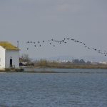 PERELLONÀ (5)