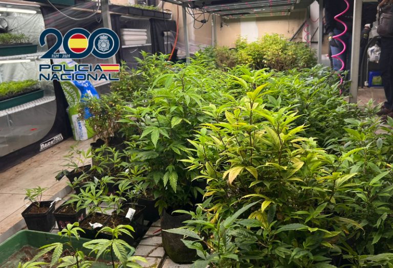 Detingudes quatre persones a Elda per una plantació interior amb 1.481 plantes de marihuana