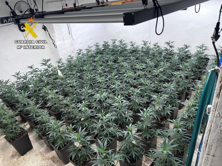 Detinguts un pare i el seu fill per una plantació interior de marihuana a Sax