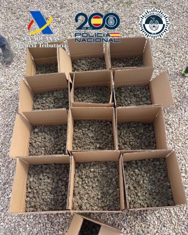 Detingut a Elx per un gran cultiu de marihuana sota sostre en un xalet