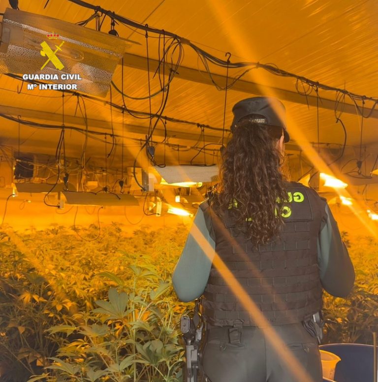 Detingut a Benicarló per una plantació de 152 plantes de marihuana en una caseta de ferramentes