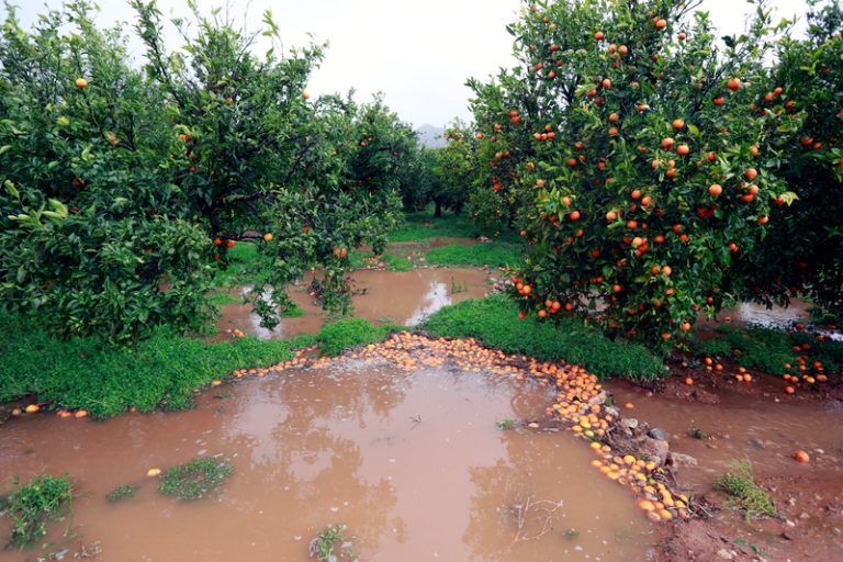 Detingudes dos dones per robar 3.000 quilos de taronges en una finca de Castelló