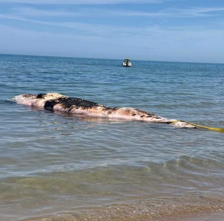 Troben un catxalot mort i en avançat estat de descomposició en una platja d’Oliva