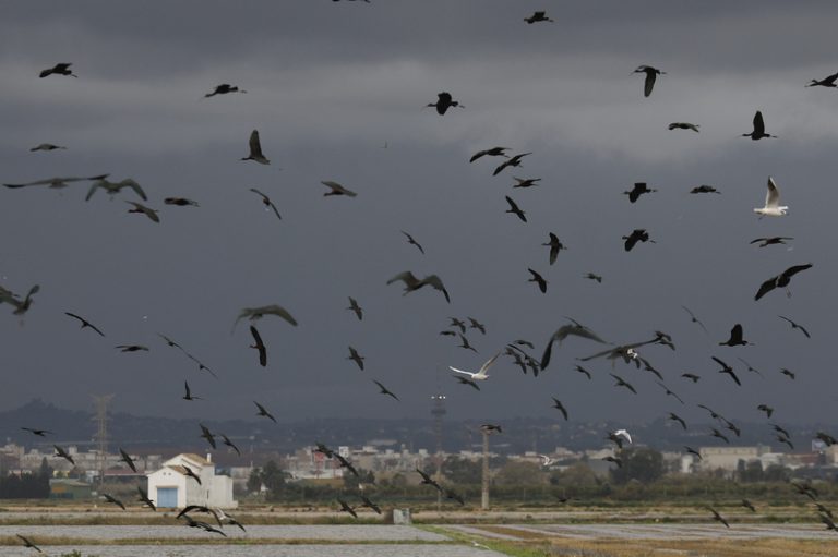 L’Albufera marca rècord d’aus aquàtiques després de la dana amb 132.000 exemplars de 78 espècies