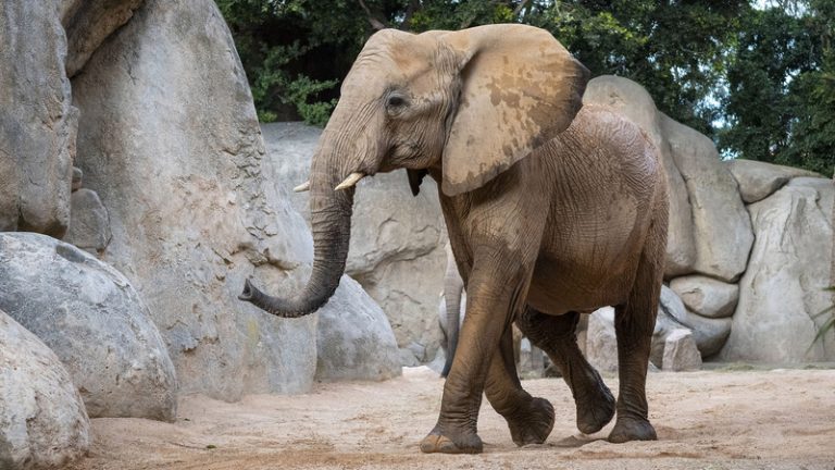Mor l’elefanta Miri en el Bioparc de València després d’una ferida causada per un altre elefant
