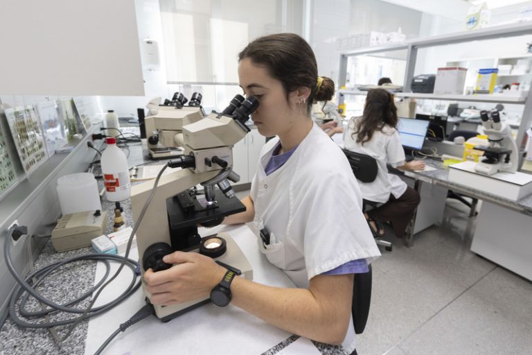 València encapçala el risc climàtic de dengue a Espanya, segons l’informe Lancet Countdown