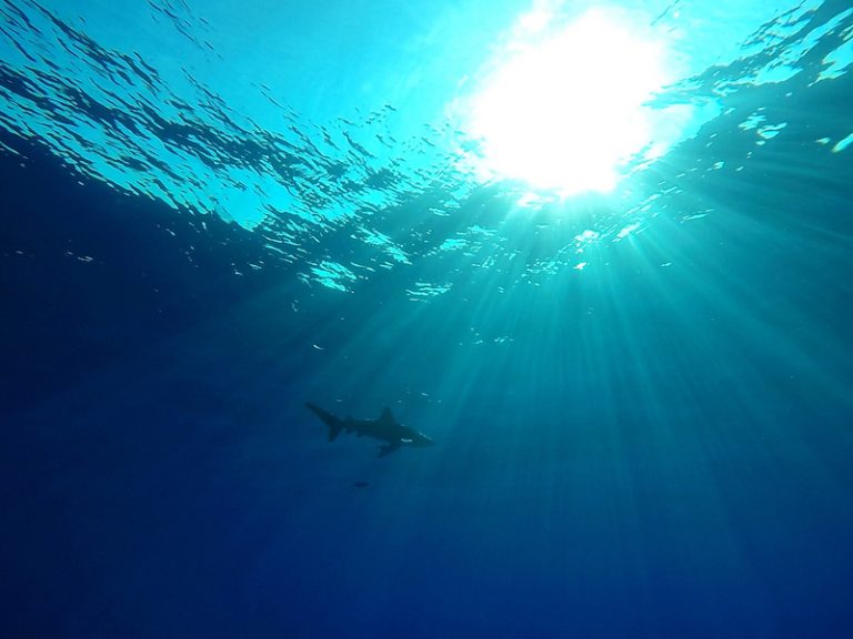 Amputen una cama al metge alacantí atacat per un tauró tigre en la seua lluna de mel a Maldives
