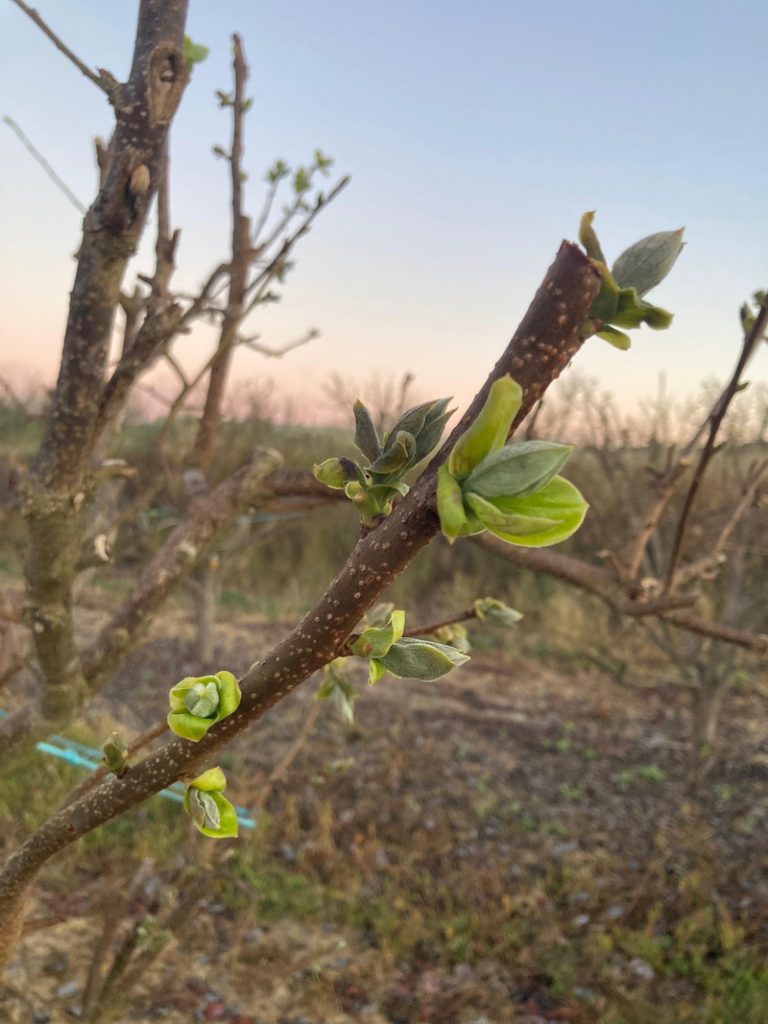 Les gelades de finals de març provoquen 4 milions en pèrdues en caquis i fruiters valencians