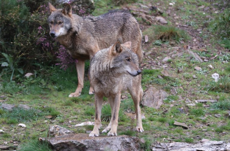 Es tanca el termini d’al·legacions a l’informe sobre el llop amb fort xoc entre ecologistes i autonomies