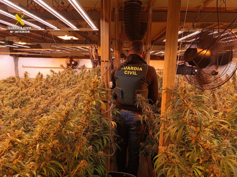Detingut a Ontinyent el responsable d’una finca amb 1.200 plantes de marihuana