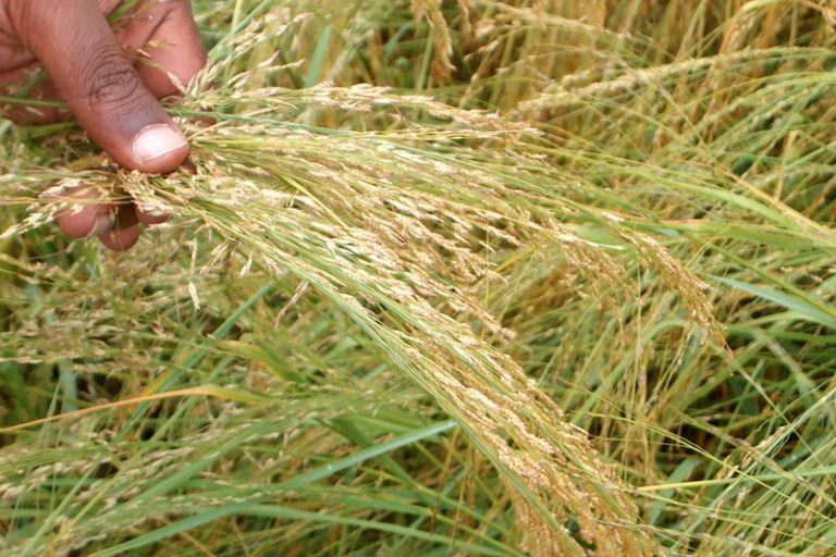 Experts alerten que eliminar el gluten per moda provoca dèficits nutricionals