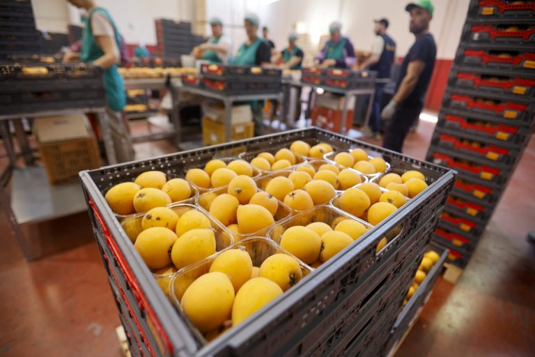 Un milió d’euros per a modernitzar el regadiu del nispro a Callosa d’en Sarrià
