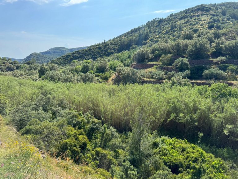 Gátova exigix a la CHJ una neteja urgent del barranc del Carraixet per risc de riuades i incendis